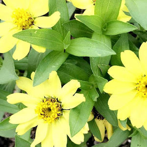 Meet your Posher, Twen